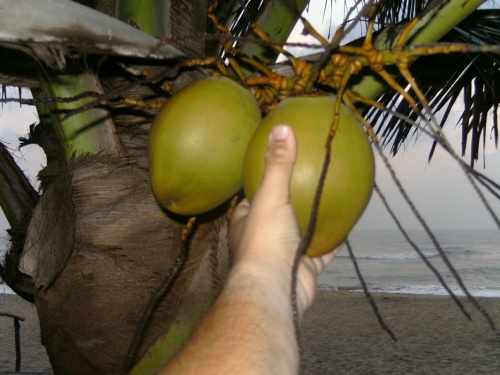 макака на пальме. мультконцерт про чунга-чанга. кот ест банан. футболка с кокосами женская. ешь кокосы и бананы.