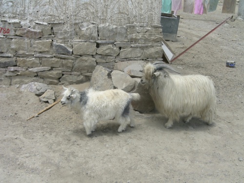 Тибетские компакт-козы