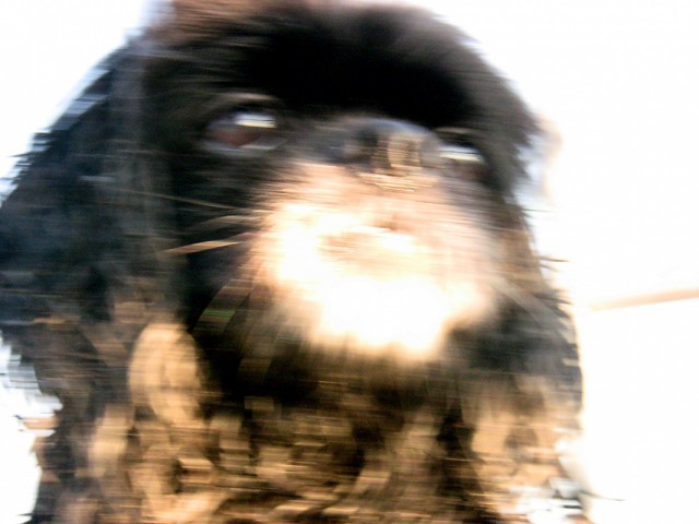 ,   . (photo by Bigcrow)