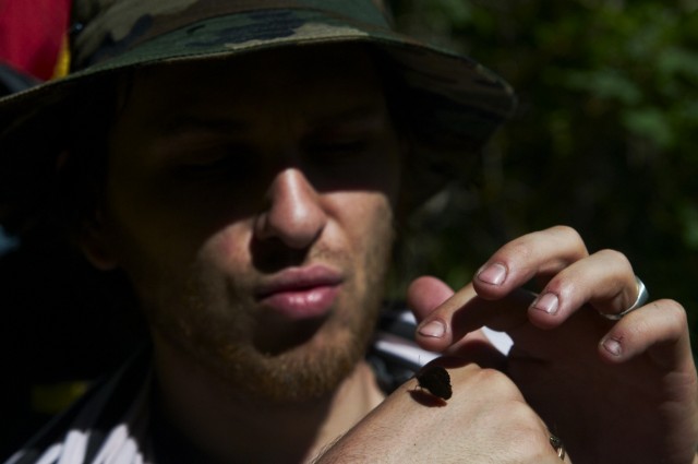 Бабочка Бабочка