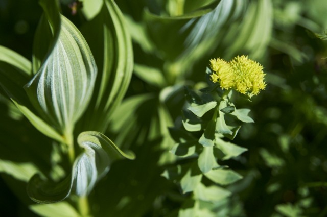 Золотой корень Золотой корень