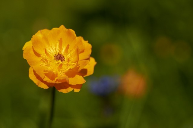 Жарок Жарок