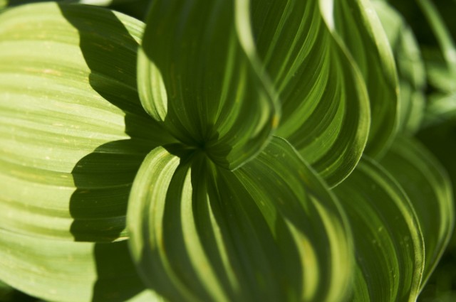 Растительное Растительное