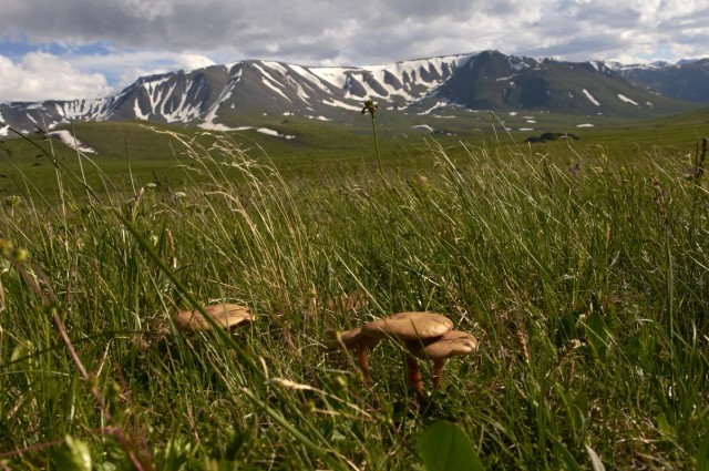 Мои маленькие друзья Мои маленькие друзья