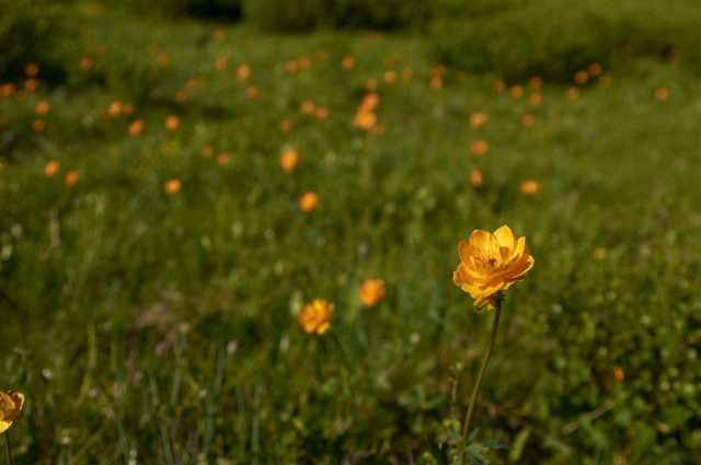 Поле жарков Поле жарков