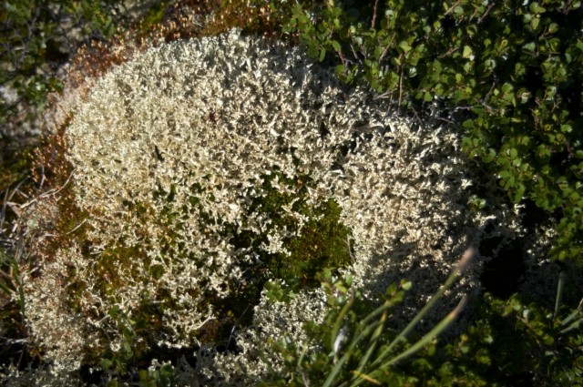 Ягель Ягель