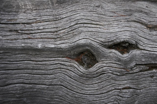 Мертвое дерево Мертвое дерево