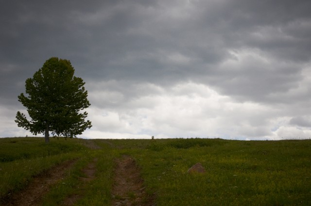 Живое дерево Живое дерево