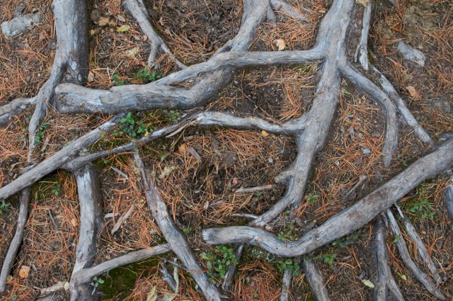 Корней Корней