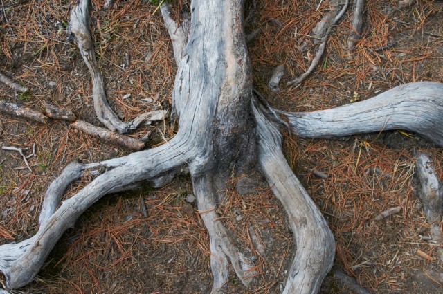 Иванович Иванович