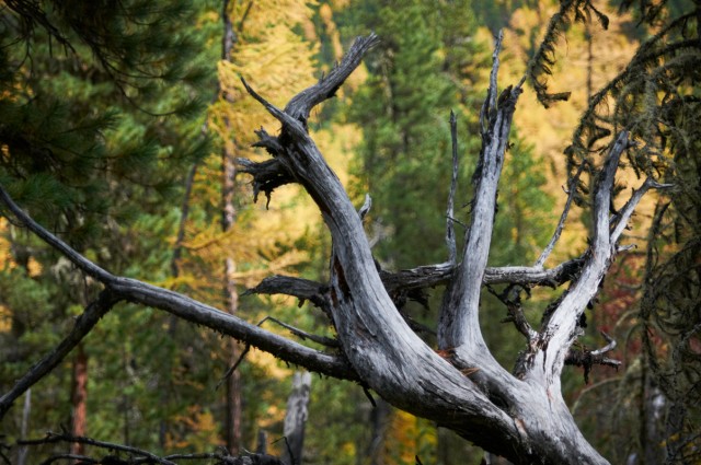 Чуковский Чуковский