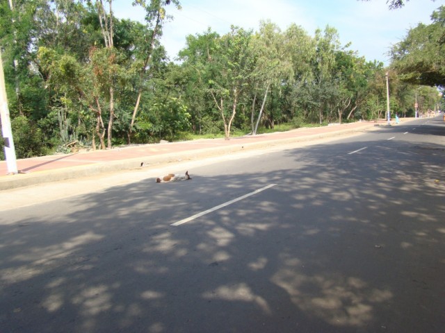 отдыхающие собаки отдыхающие собаки