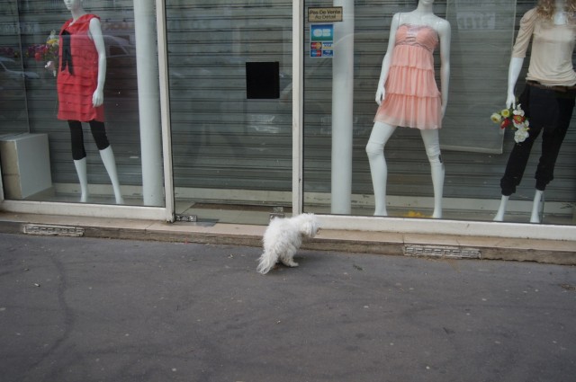 ...и болонка ...и болонка