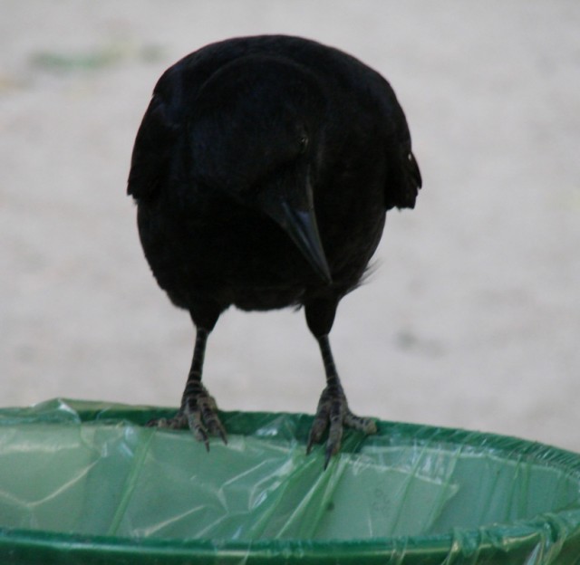  bigcrow