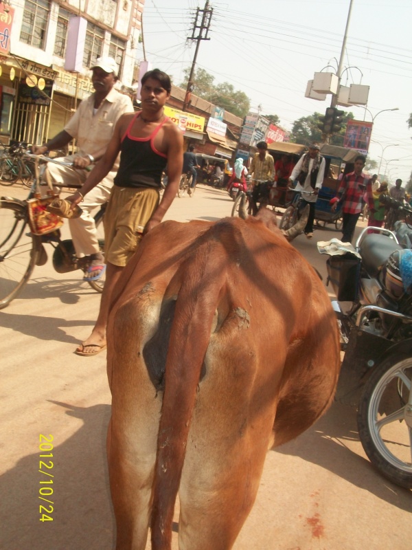 Коров в Биласпуре настолько много, что они попадают в кадр в самом неожиданном ракурсе