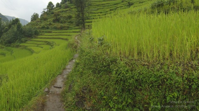 Рис в Непале