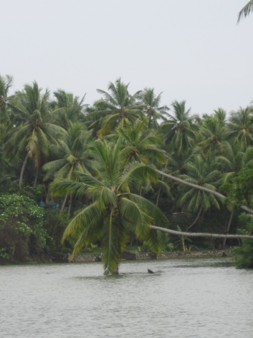 Backwaters6