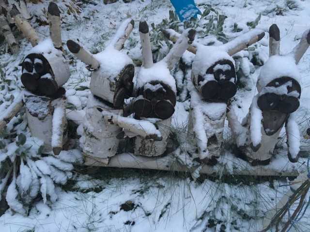 Зайцы под снегом