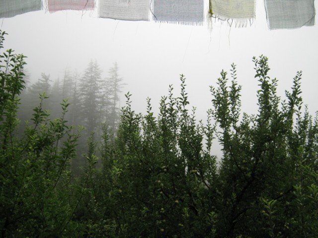 туман в райском саду