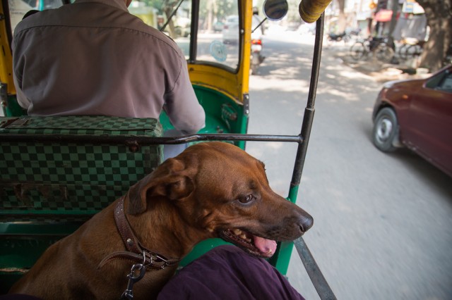 Auto-riksha-zizimobil
