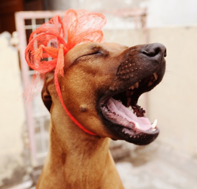 Zizi birthday bash! Zizi birthday bash!