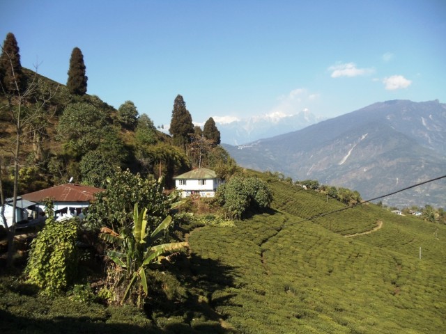 Tea Garden -     .  