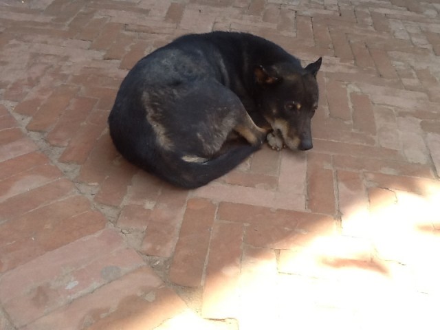 Собак 2 Собак 2