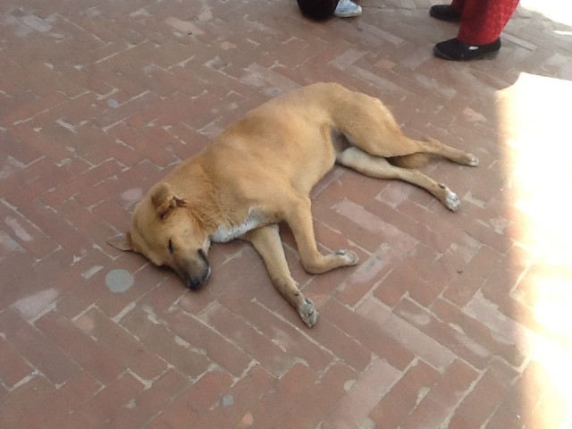 Собак 4 Собак 4