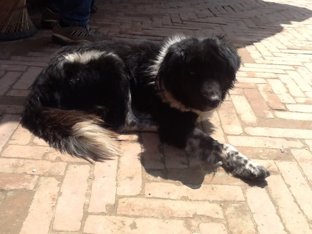 Собак 6 Собак 6