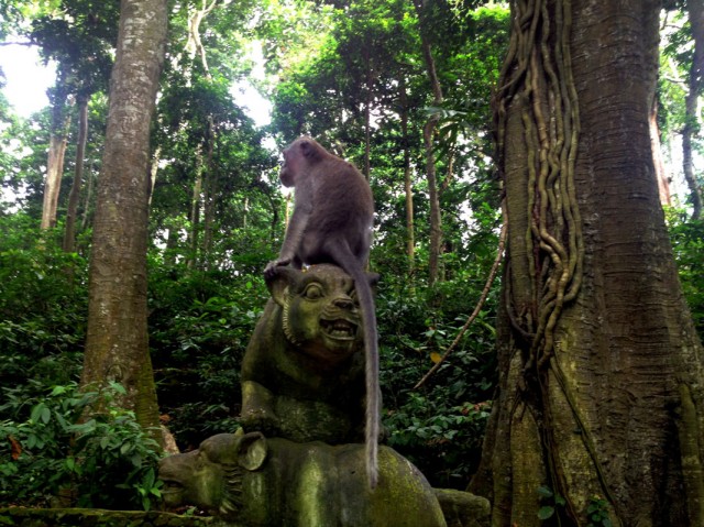 Monkey Forest 03