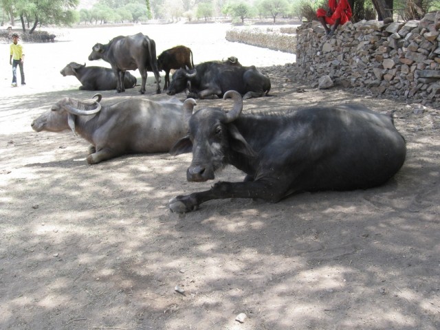буйволы