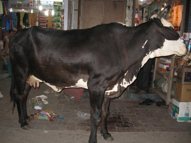 огромная корова
