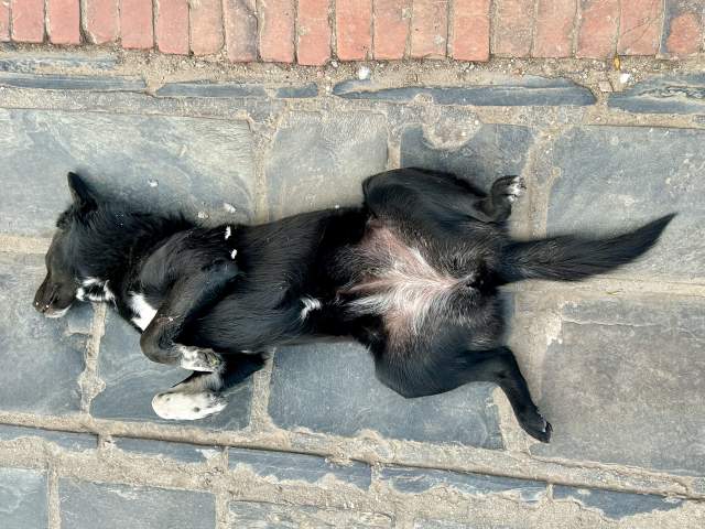 ��� ����������