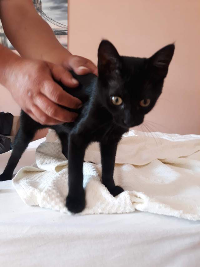 Черный ужас по имени Кики Черный ужас по имени Кики