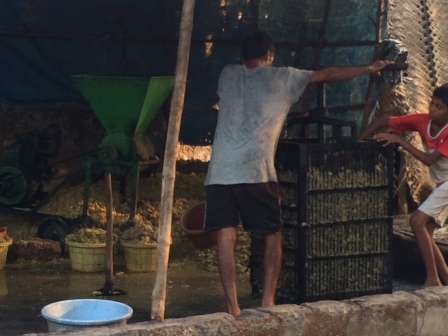 Вот так давят плоды кешью, готовя сырье для производства фени. Вот так давят плоды кешью, готовя сырье для производства фени.