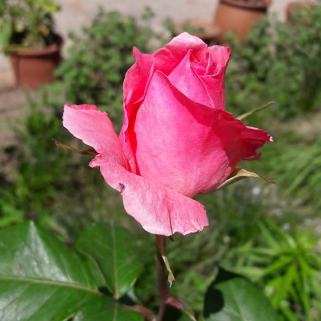Розы в саду Рерихов