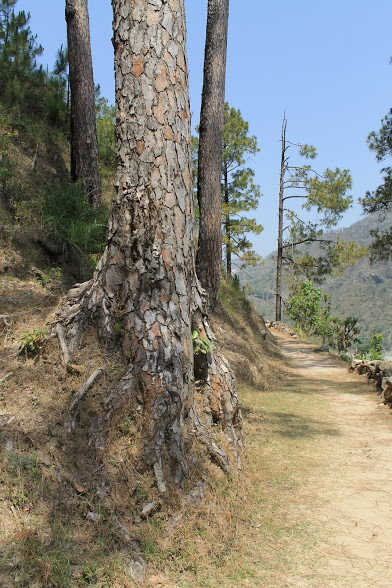 Тропки в джунглях Тропки в джунглях
