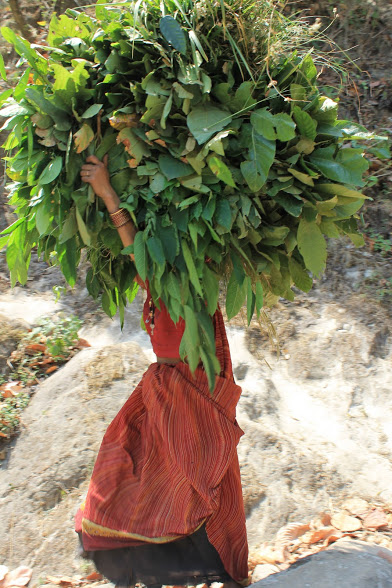 Женщин за сбором листьев не раз уносили тигры Женщин за сбором листьев не раз уносили тигры