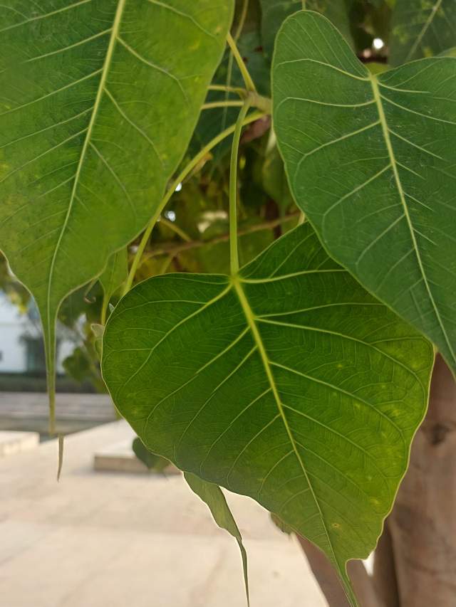 ������� ������ �����