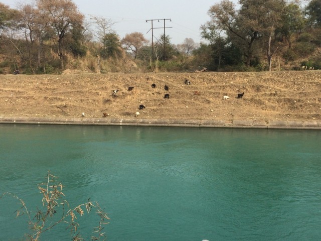 Nangal