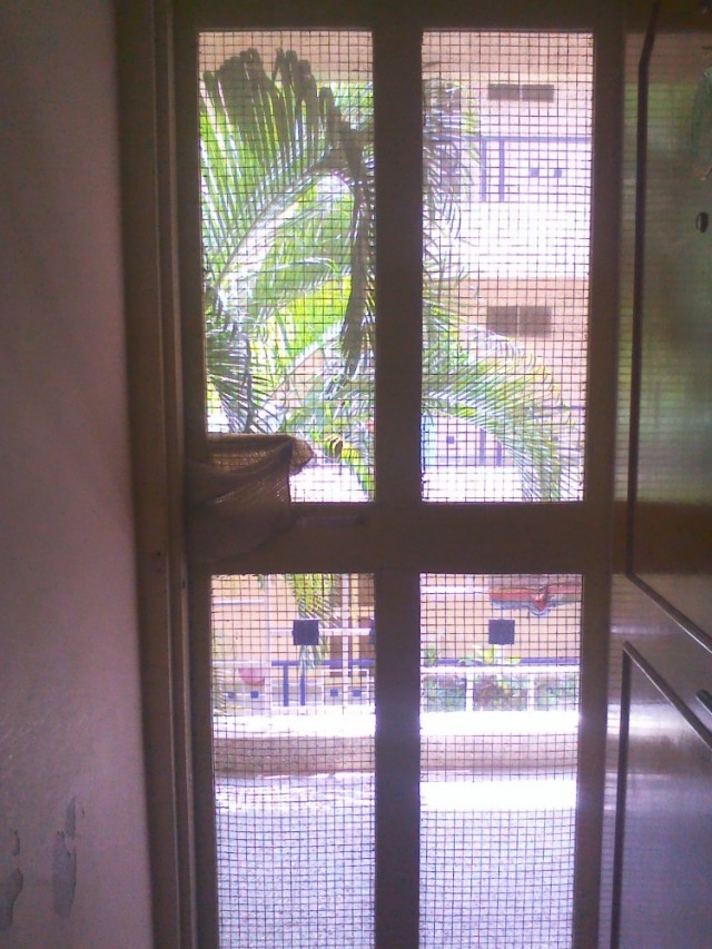 Вид из двери в ашраме. Пальмы