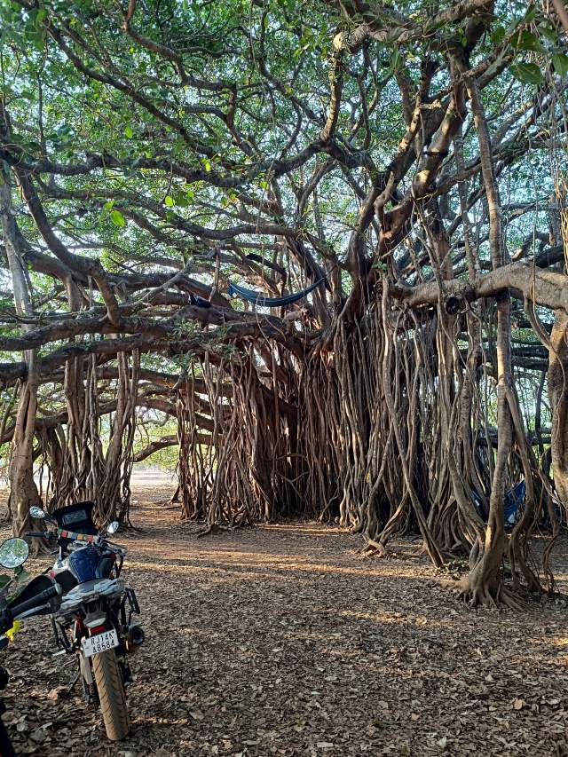 ��� ������