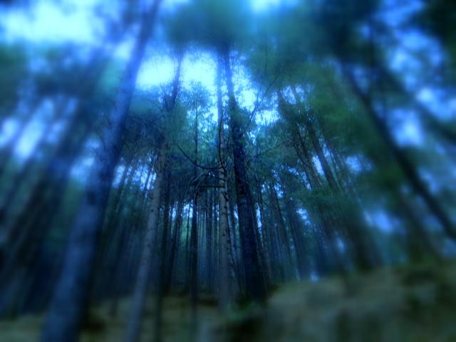 misterious forest