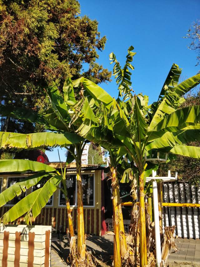 Вечнозелёный банан) Вечнозелёный банан)