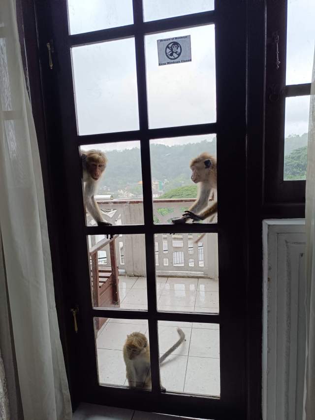 Beware of monkeys. Keep windows closed.