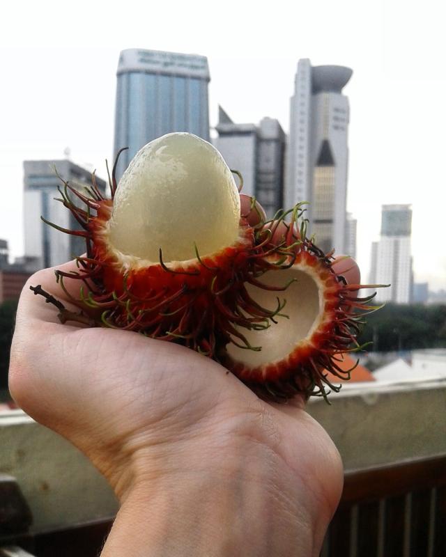 Личи мутировал в рамбутан Личи мутировал в рамбутан