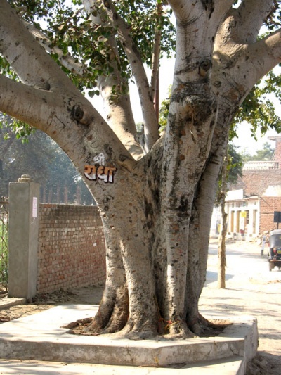Во Вриндаване имя Радхарани написано на каждом дереве, на столбах и стенах