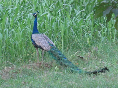vrindavan-peacock.jpg (wallpaper)