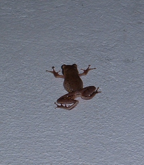 Ползающая по стенам лягушка