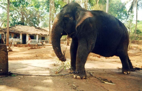 слон раз слон раз